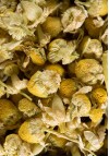 Tisane Camomille