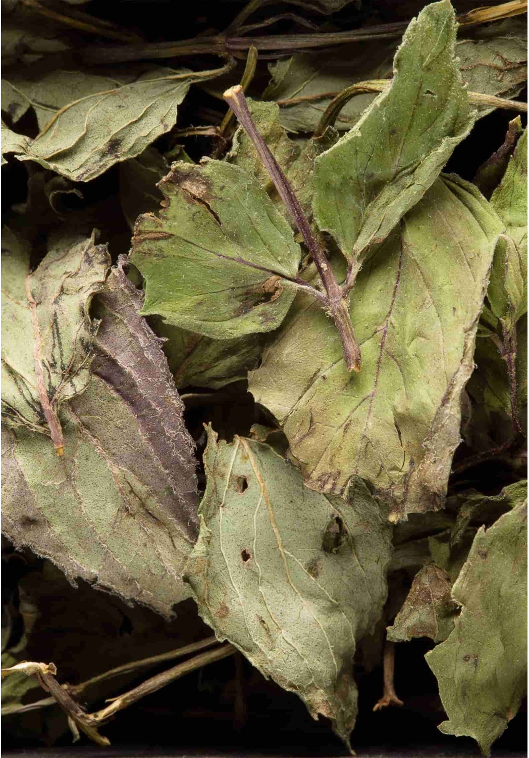 Tisane Menthe poivrée